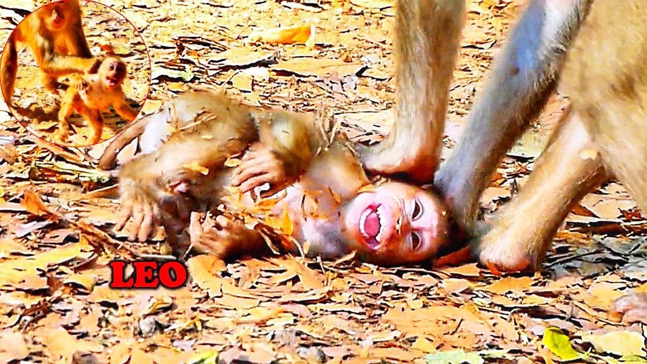 Jungle_Life