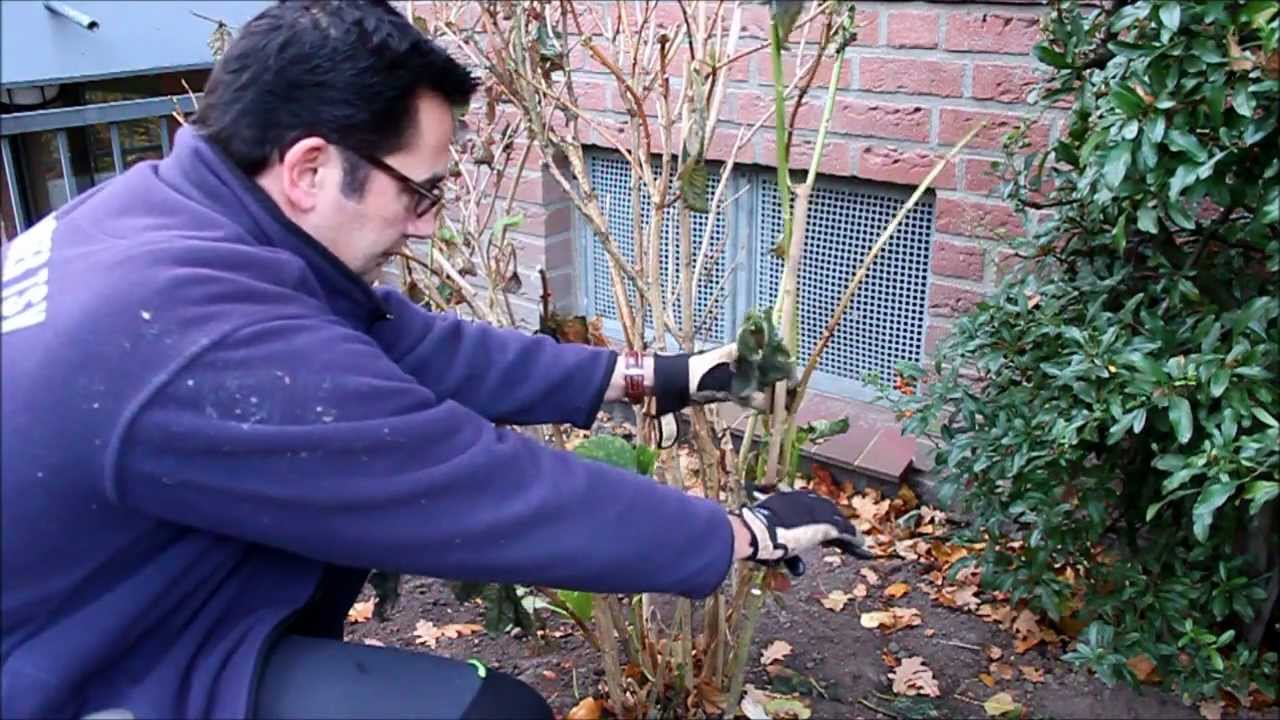 Hortensien radikaler Rückschnitt | Hortensien schneiden | Hortensie blüht nicht - NewWonder555