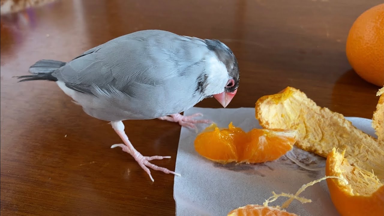いつものミカンじゃない事に食べてる途中で気付く文鳥  あずき　Java sparrow