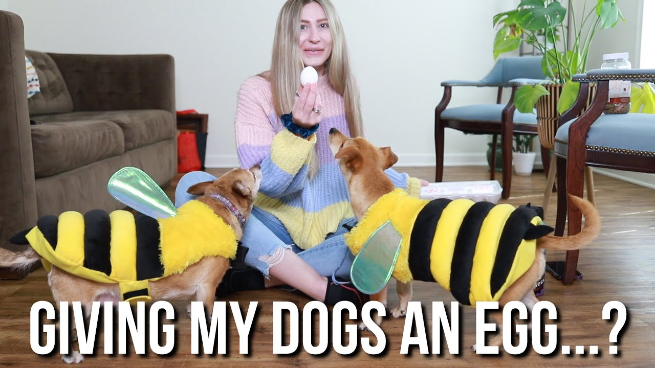 Giving my dogs an egg...