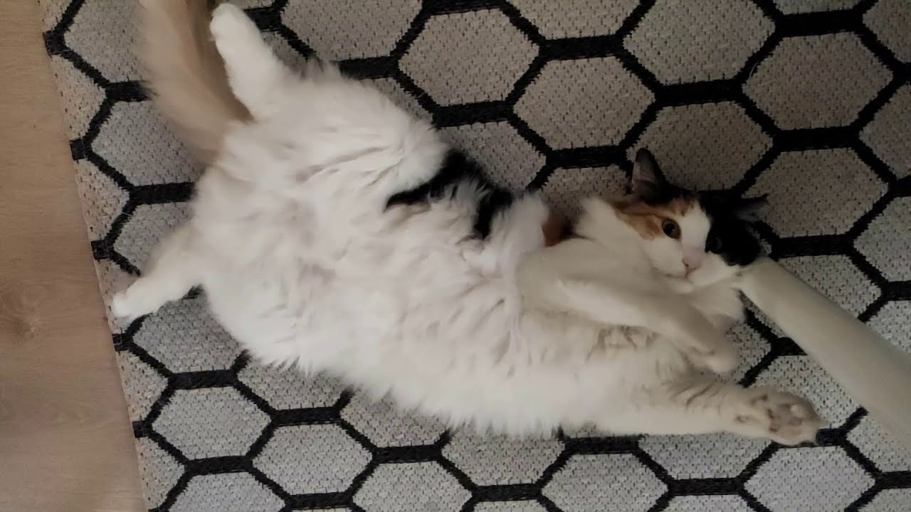Carrefour the calico bored cat