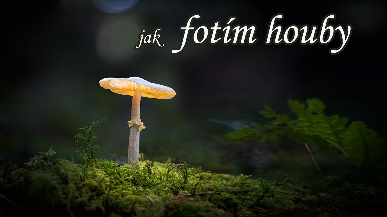 Jak fotit houby - Sony A7III + Sigma 105mm f2,8 DG DN