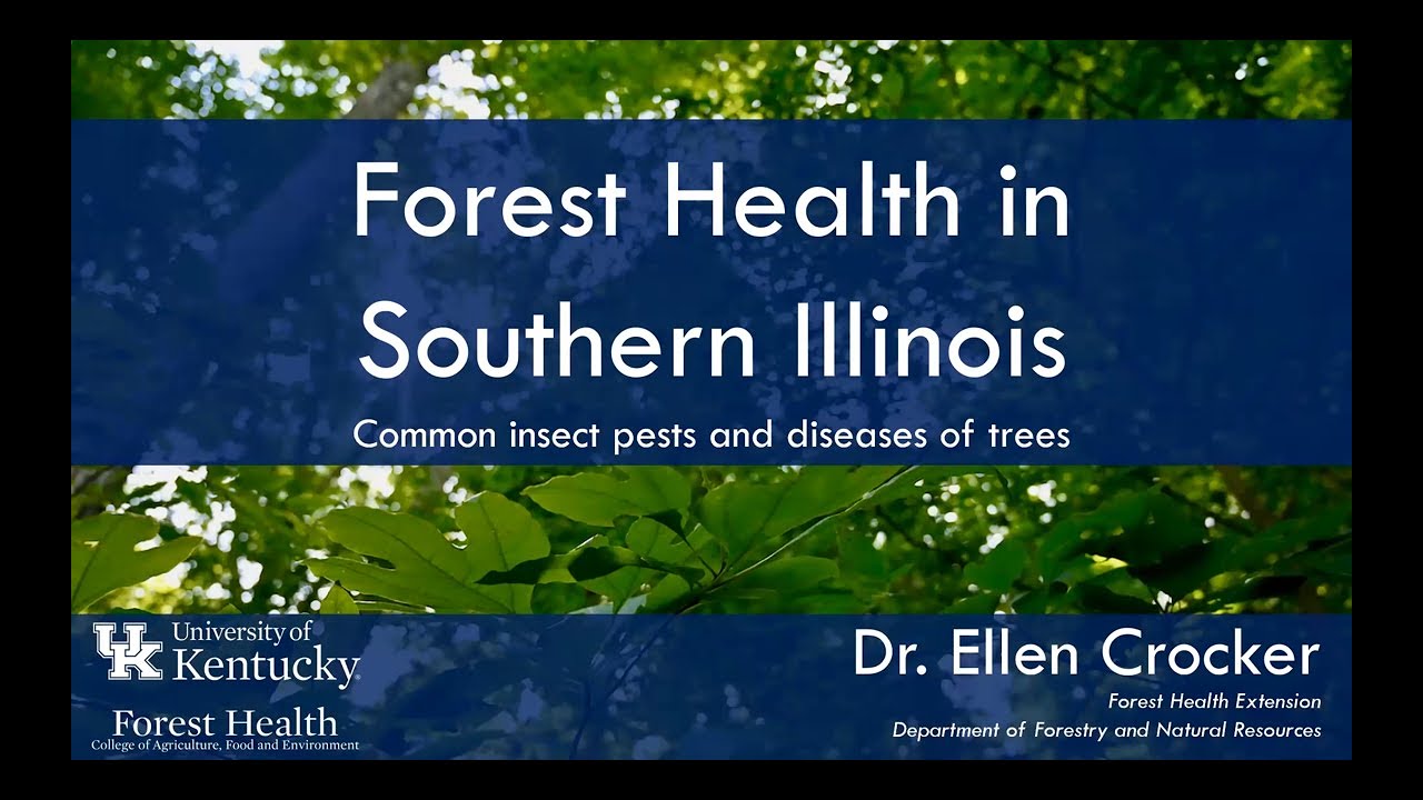 Forest Health in Southern Illinois: Common insect pests and diseases of trees