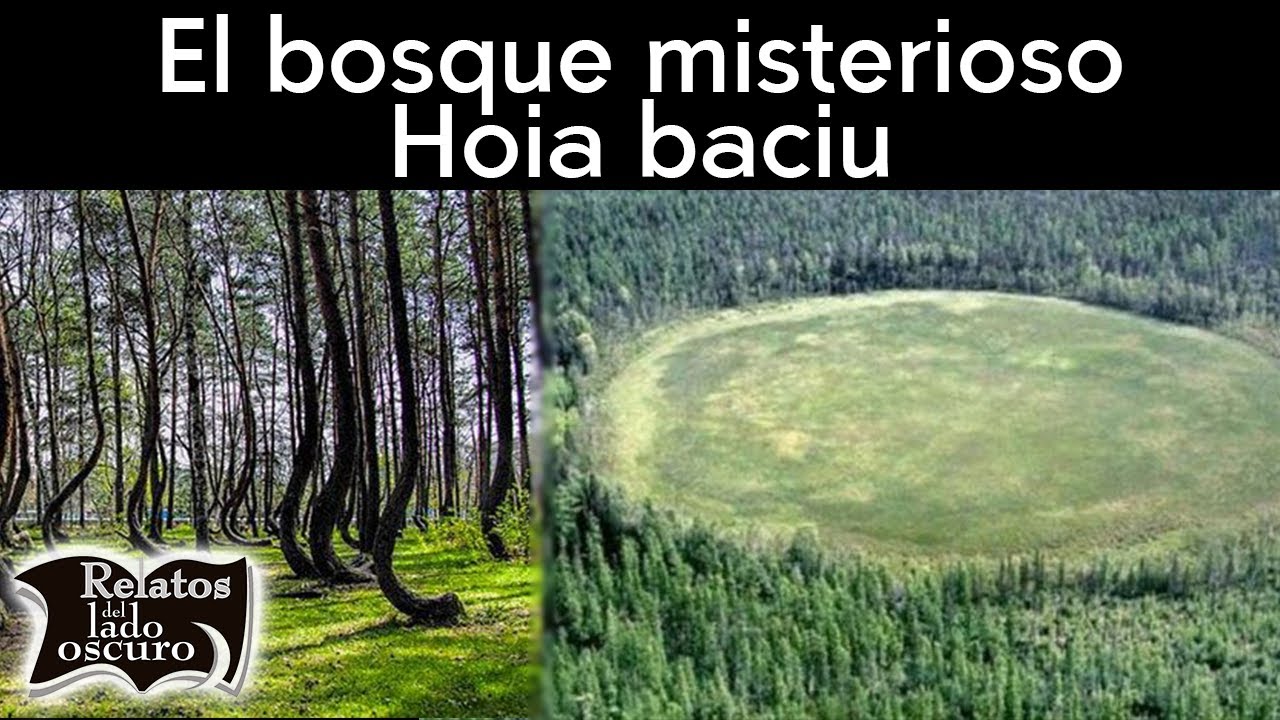 El bosque misterioso de Rumanía 