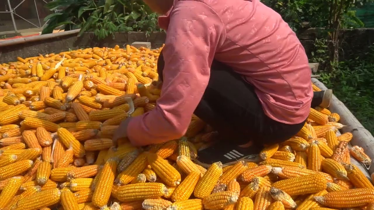 Harvesting the corn crop - Cleaning up the corn fields to prepare for the next crop. P50