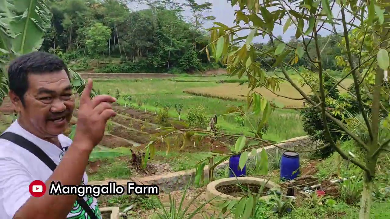 Kebun Durian Tamora: Belajar dari Bp. Hengky Massie, Kebun Durian Organik. Pemula wajib tau. Part 2