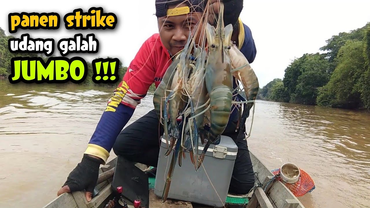 Rejeki nomplok !! Panen strike udang galah JUMBO di sungai berolak Kalbar.
