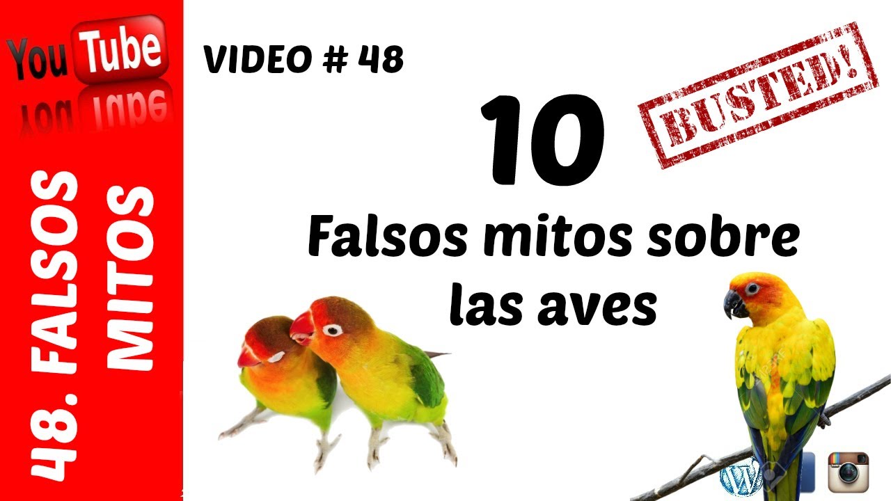 10 Falsos mitos sobre las aves