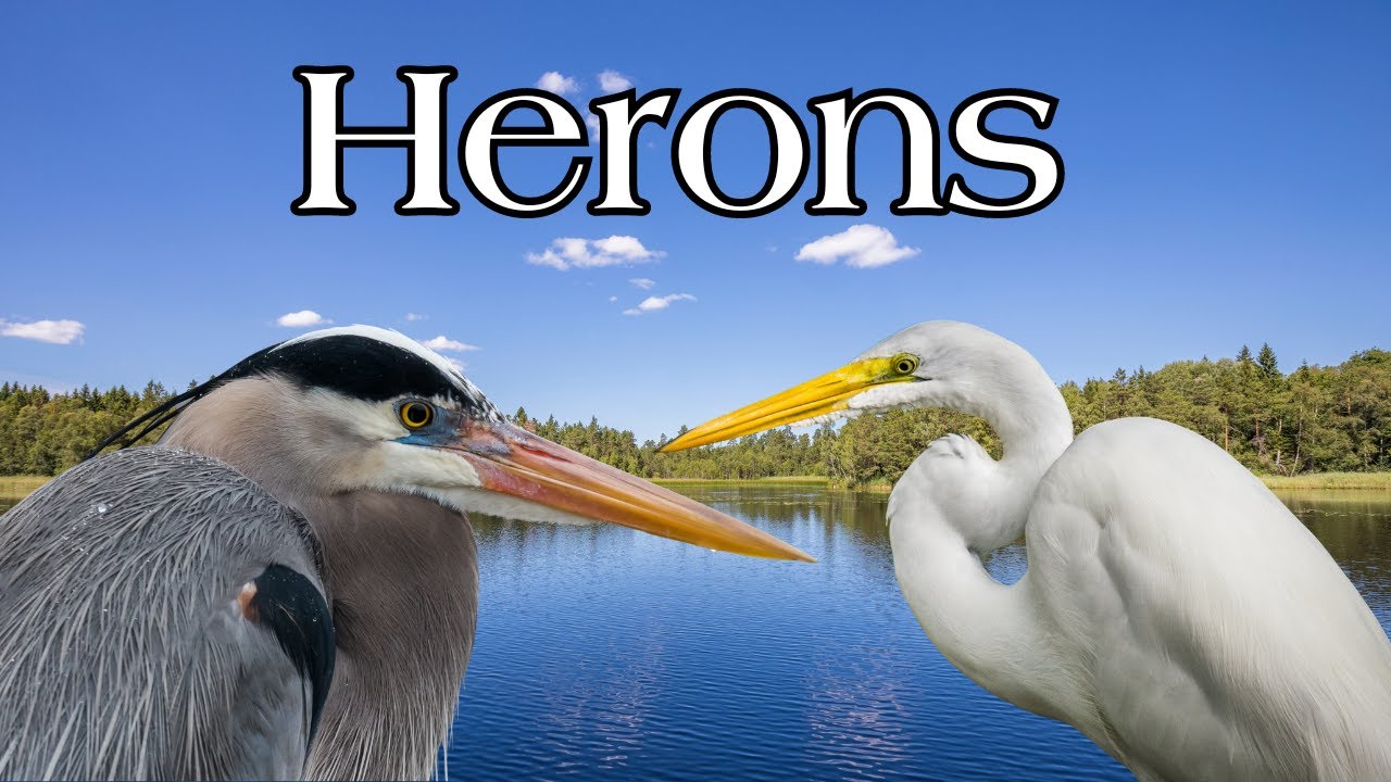 Wading Birds: Great Blue Heron, Little Blue Heron, Great Egret