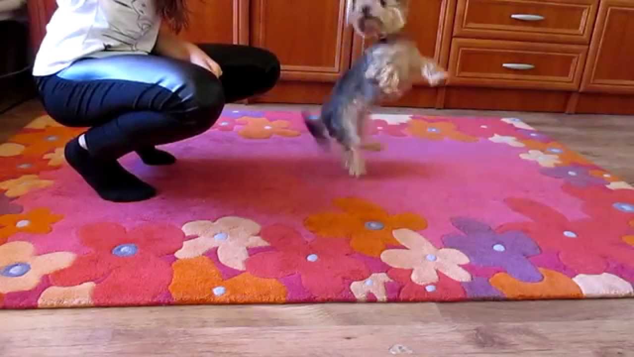 Amazing yorkie tricks