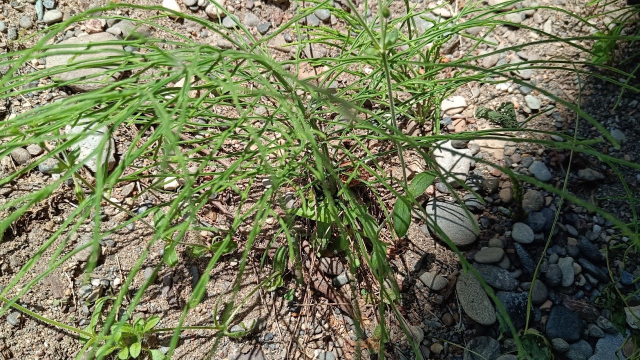 Poljska preslica (Equisetum arvense L.) namjena i upotreba
