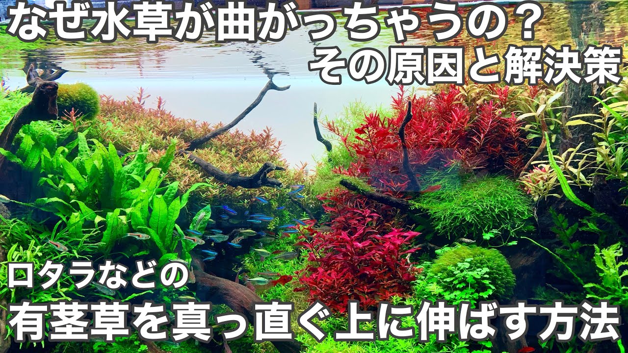 ロタラ等の有茎草を真っ直ぐ真上に伸ばす方法〜水草水槽でグリーンロタラが横に這ってしまう方は必見〜How to grow aquatic plants vertically