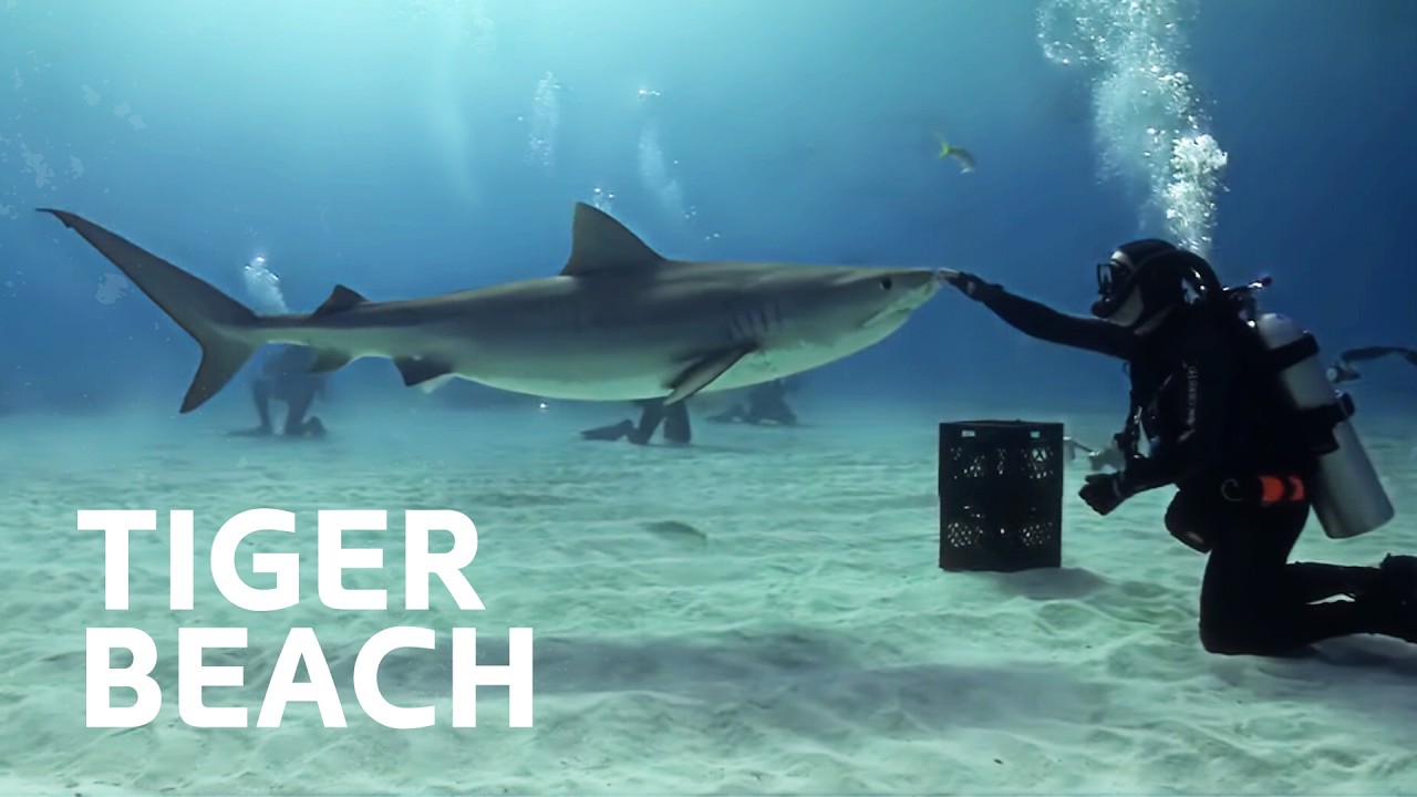 The Underwater Life Of Tiger Sharks | Nature Documentary