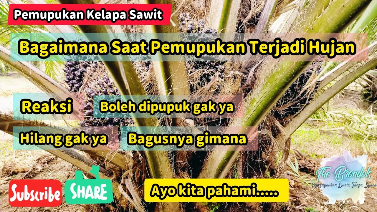 Bagaimana Saat Pemupukan Terjadi Hujan