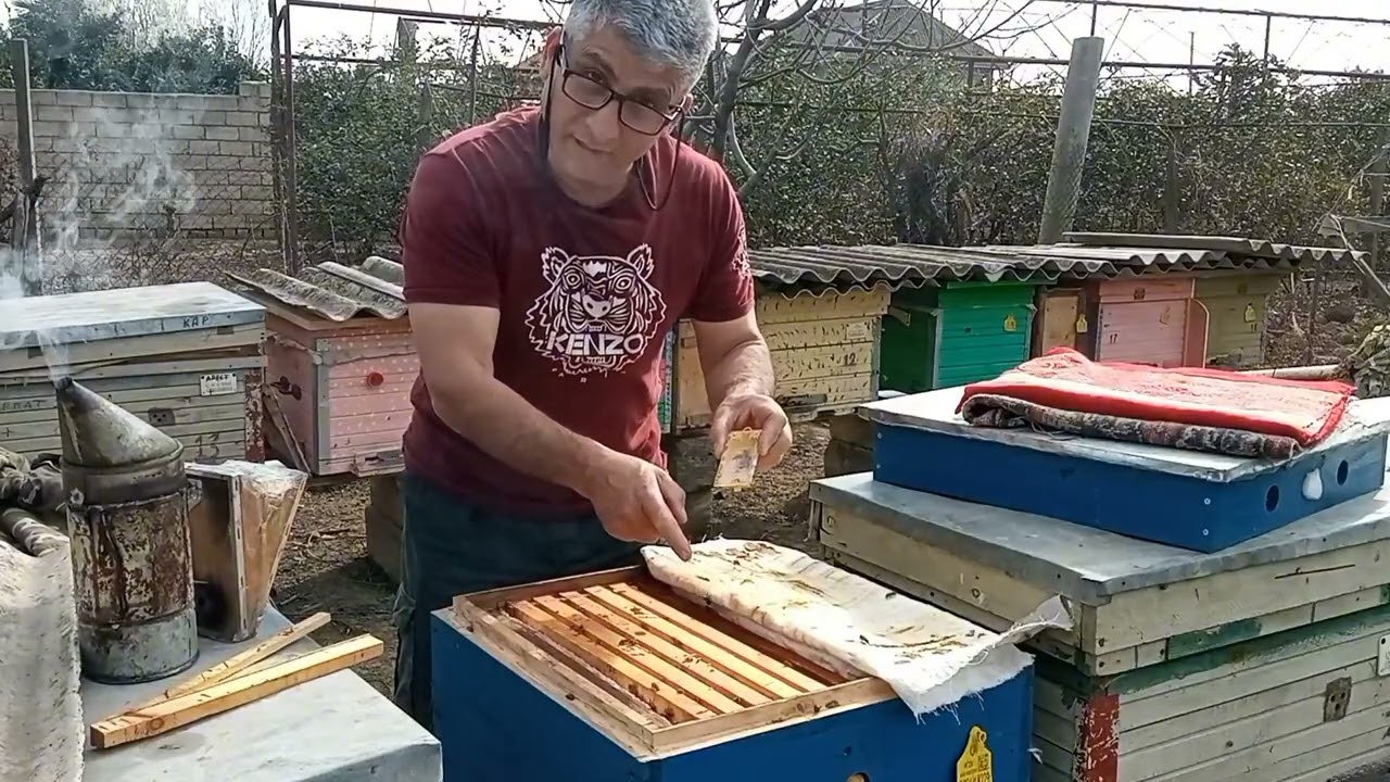 Payızda çıxmış ana arı yazda mayalana bilərmi?