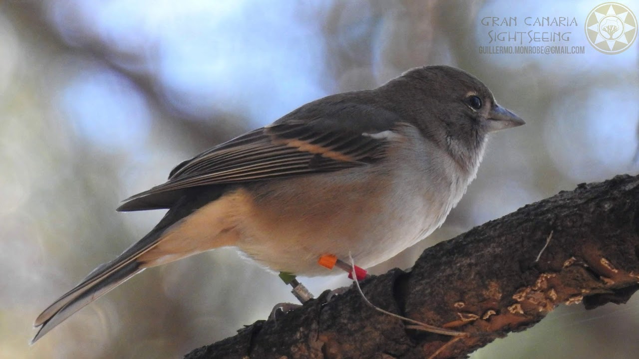 Pajareo en Gran Canaria. Birding Gran Canaria. Desde el amanecer al atardecer.