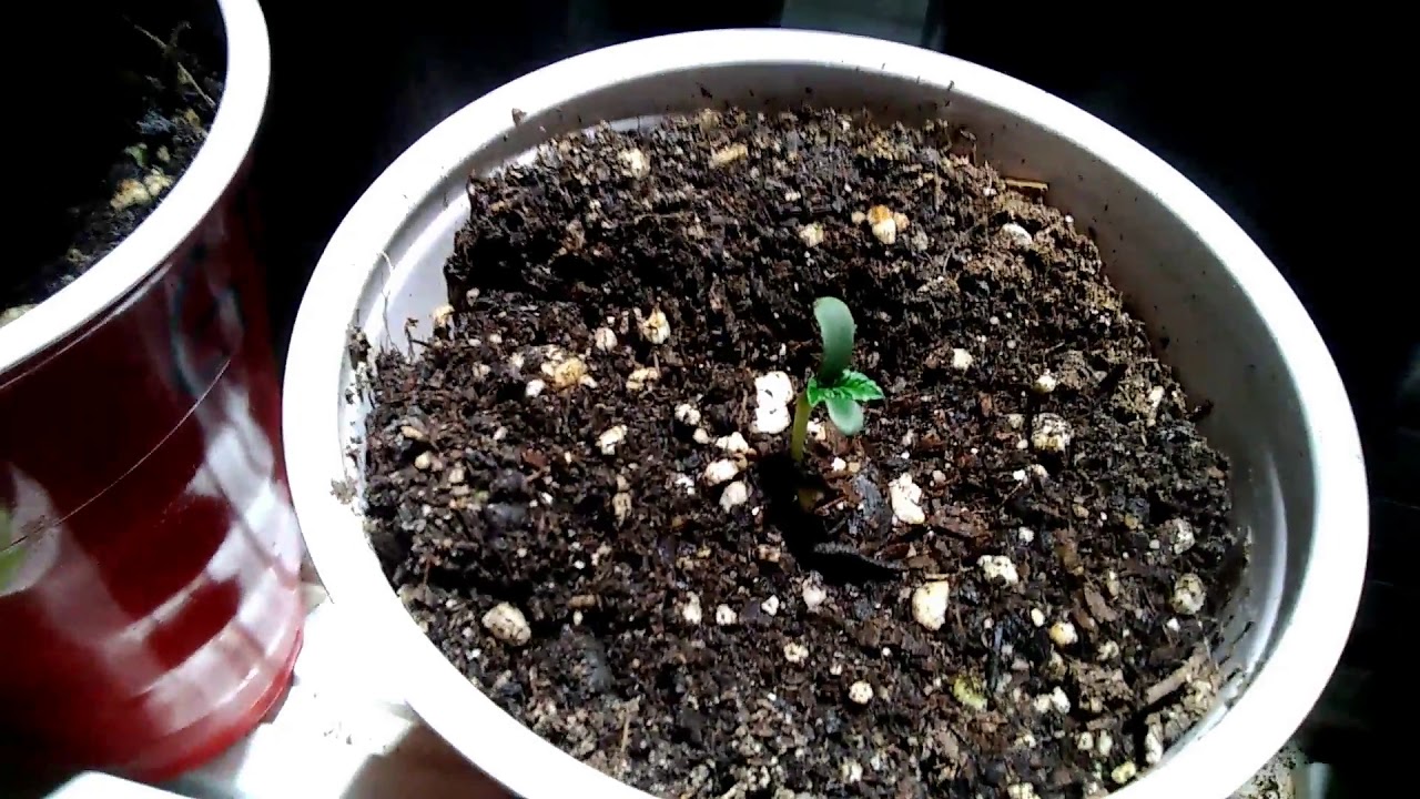Suite Leaf Nutrients/ Tripz 88 #3 INDOOR GROW