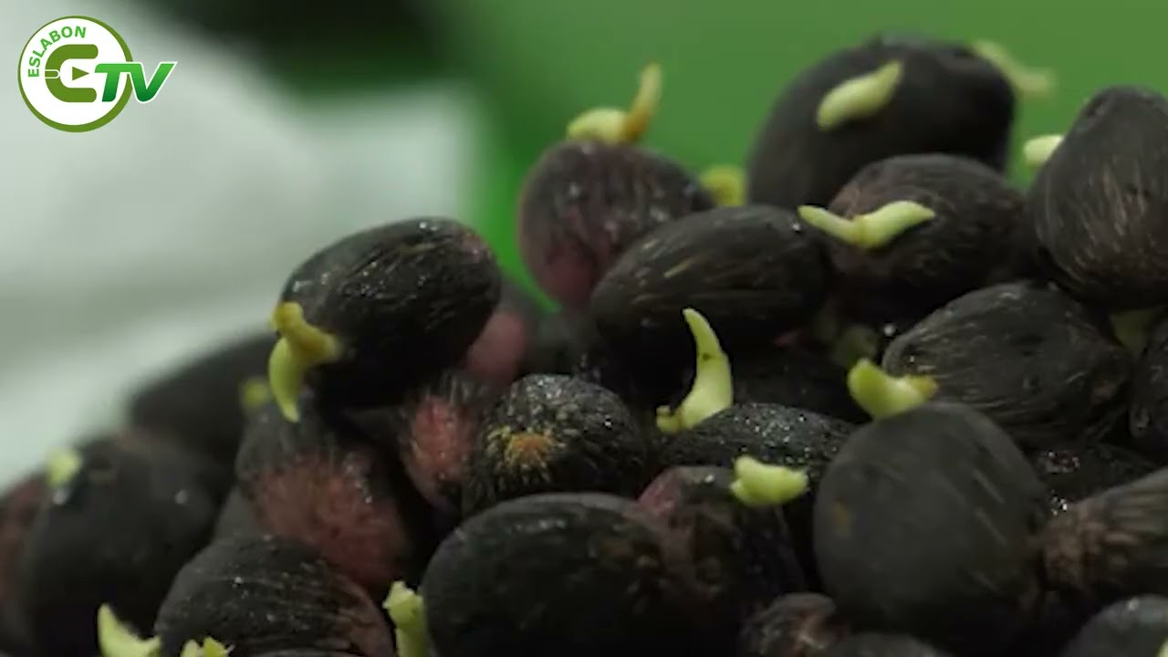 🌴✨ Quinindé impulsa la innovación en la palma aceitera ✨🌴