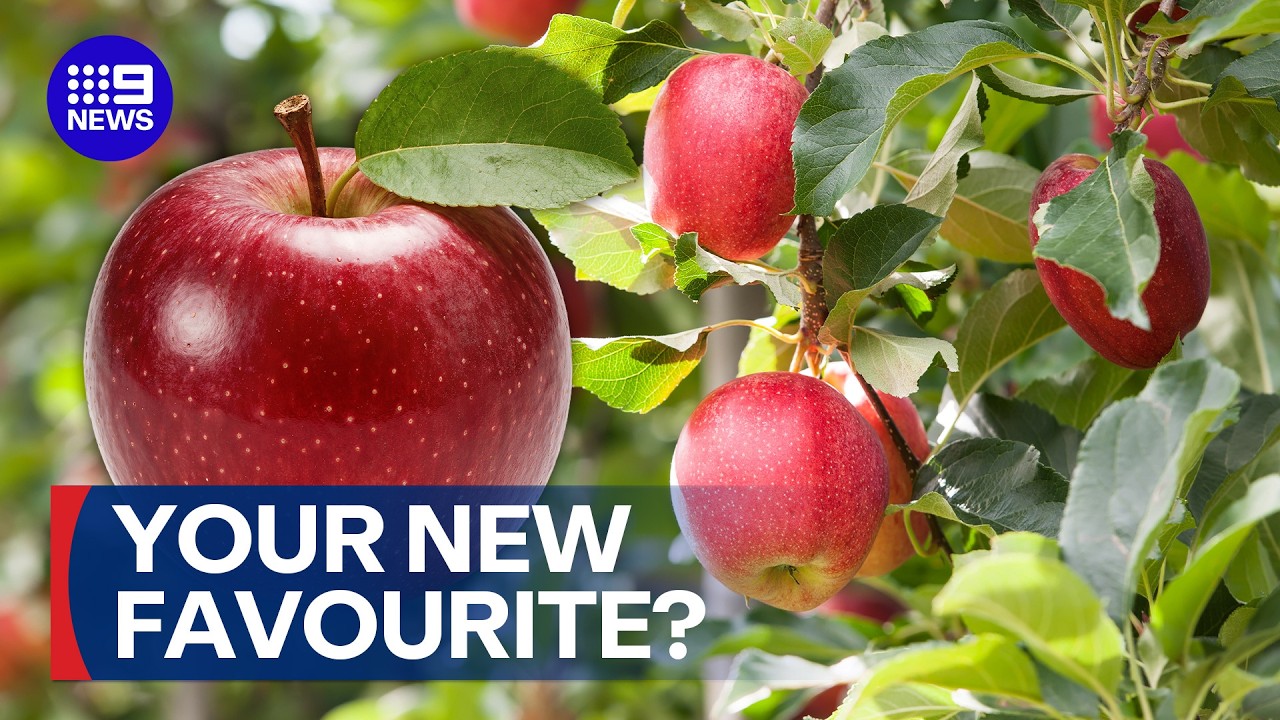 Australia's only apple breeding program could be making your new favourite | 9 News Australia
