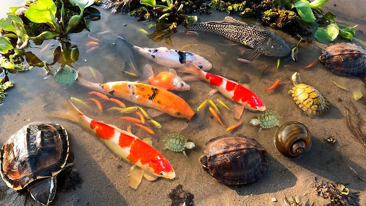 Catch Tiny Ornamental Frogs With Fancy Colors, Turtles, Betta Fish, Angel Fish, Koi Fish, Aquarium