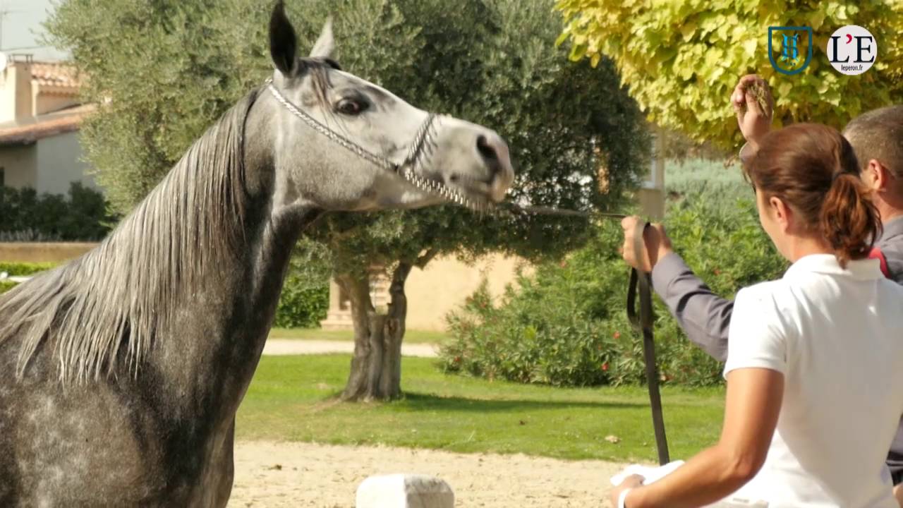 La quotidienne de l'élevage : à Uzès, l'endurance toujours au top !