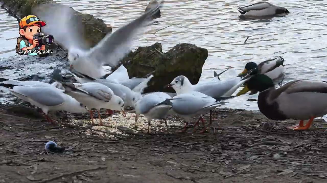Wunderschöne Möwen, Enten und Tauben - Beautiful seagulls, ducks and pigeons