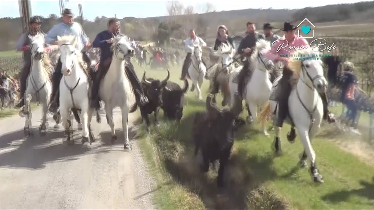 NOS FÊTES VOTIVES - Journée Taurine St Maurice de Cazevieille (25/03/2023)