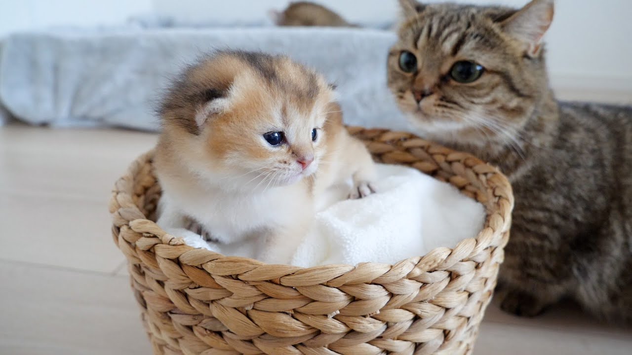 Why cat Mimi hasn't appeared in videos lately
