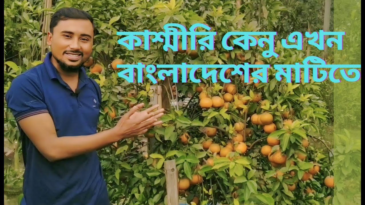 কাশ্মীরি কেনু বা পাঞ্জাব কেনু এখন বাংলাদেশের মাটিতে #orange #mandarin