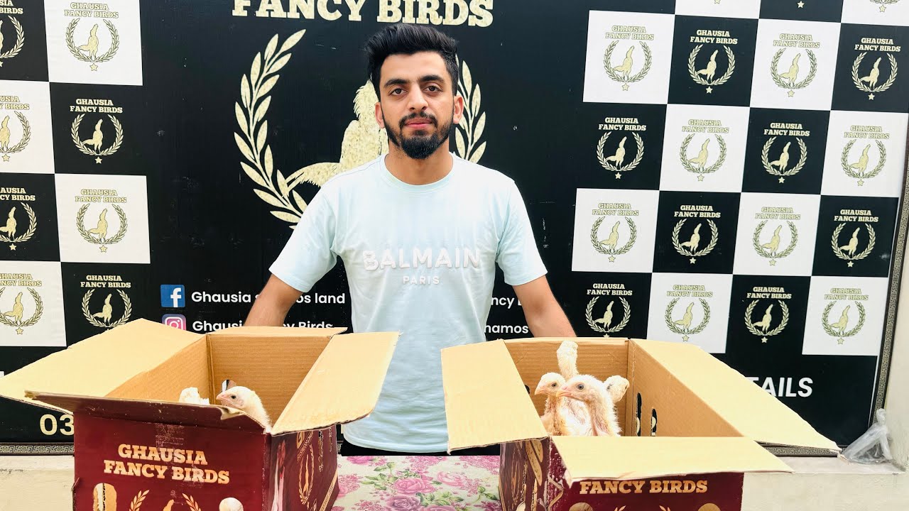20 White OH Shamoo Chicks 🐥 Going to Different Cities of Pakistan 🇵🇰