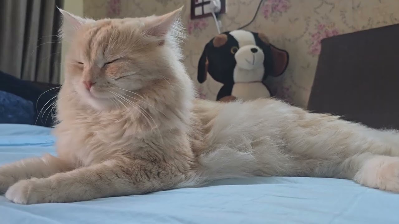Jack the Cat Relaxing & Watching You 😻