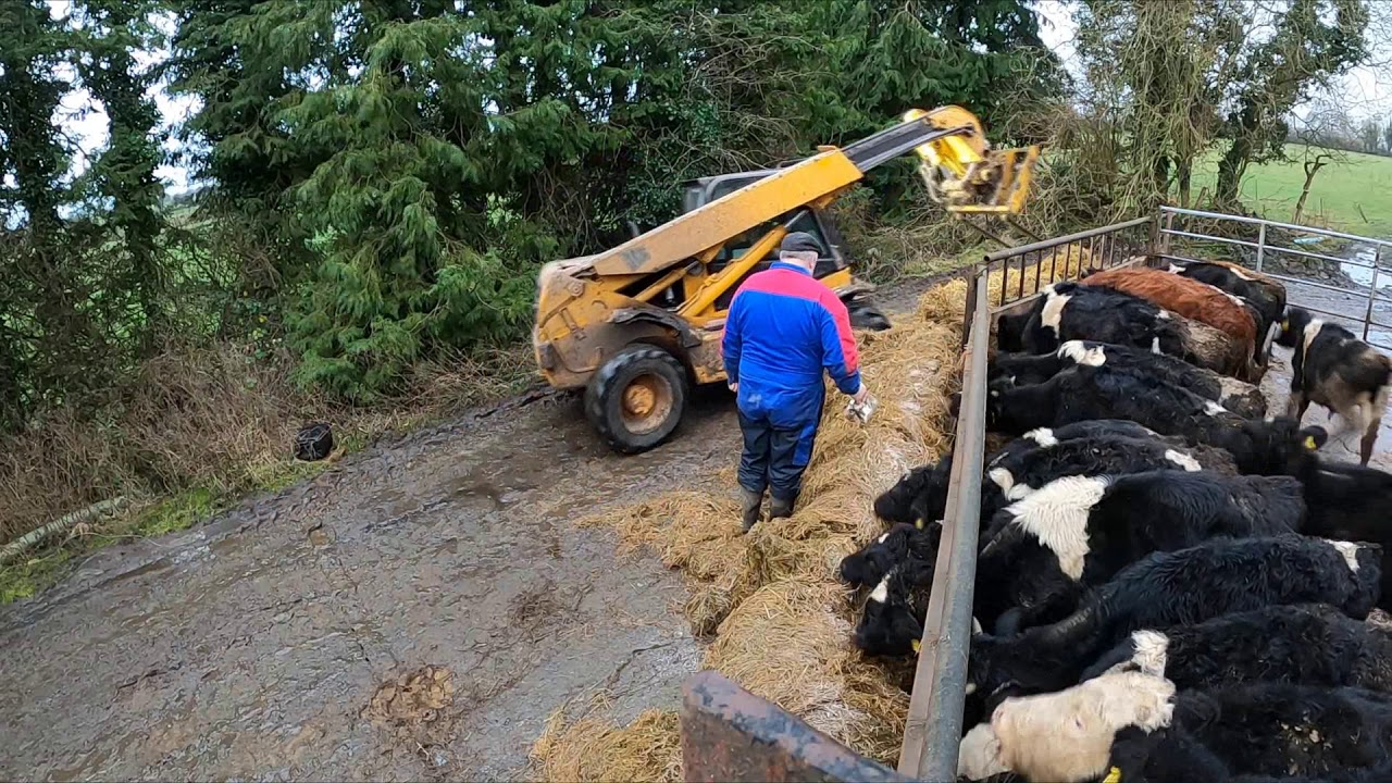 FEEDING THE CATTLE ON THE OUTFARMS