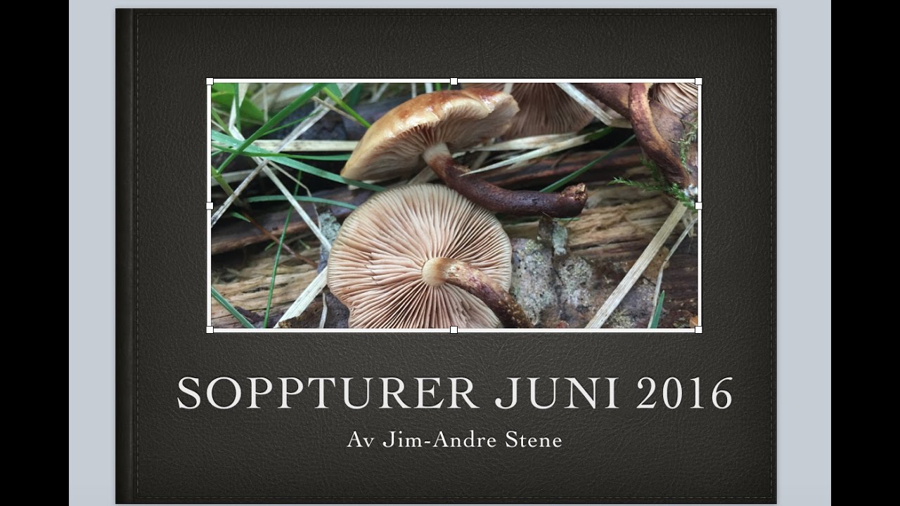 =3= Soppturer Juni 2016 - Stubbeskjellsopp