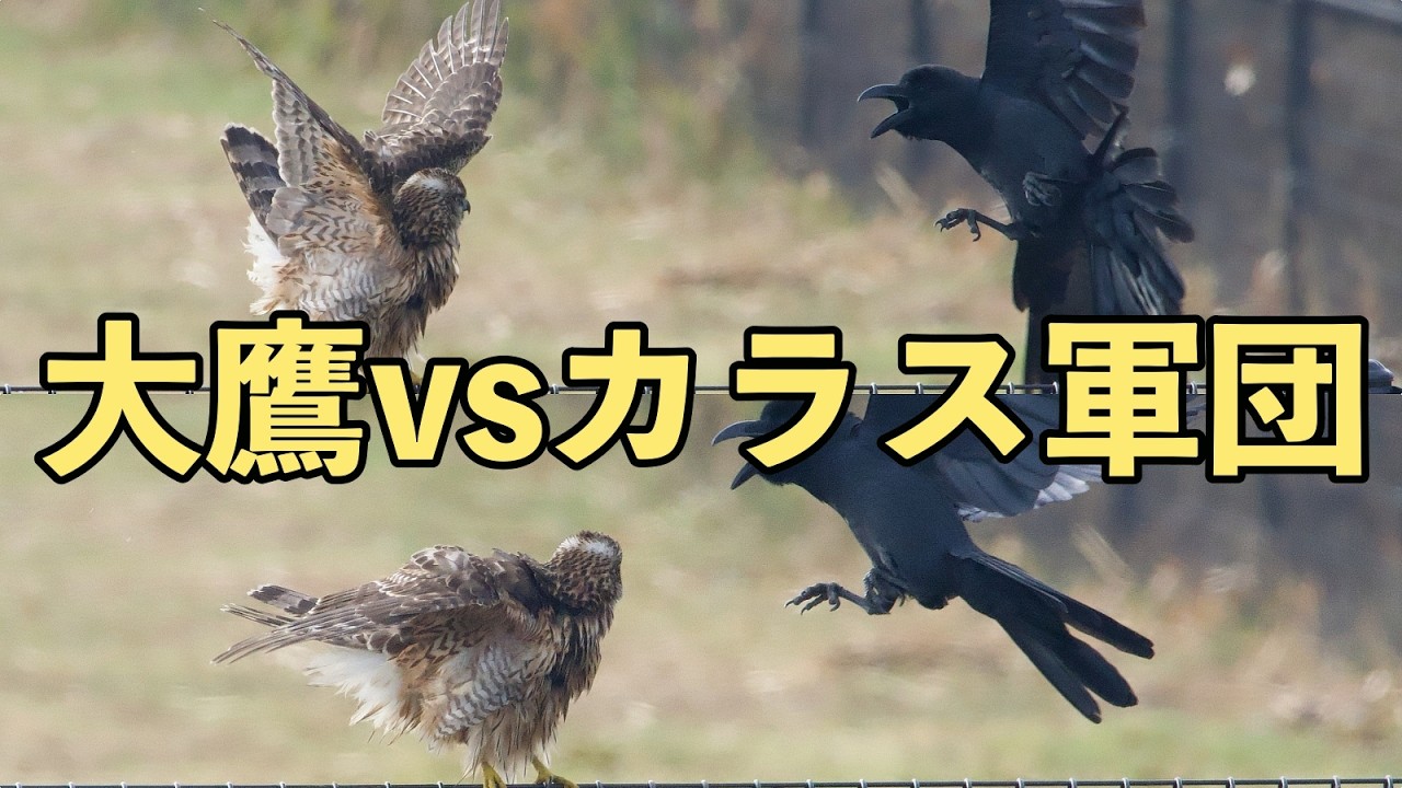池島の猛禽類・蒼鷹「オオタカVSカラス軍団」戦いが始まった！