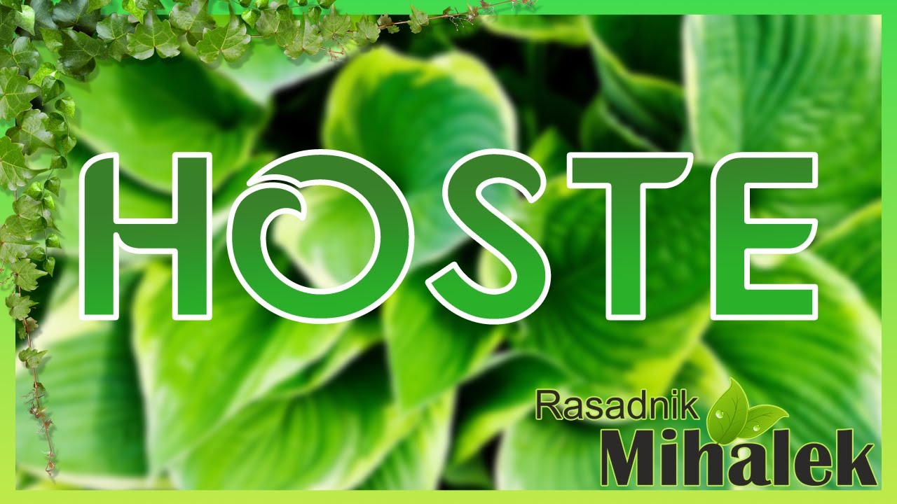 Nove hoste u ponudi
