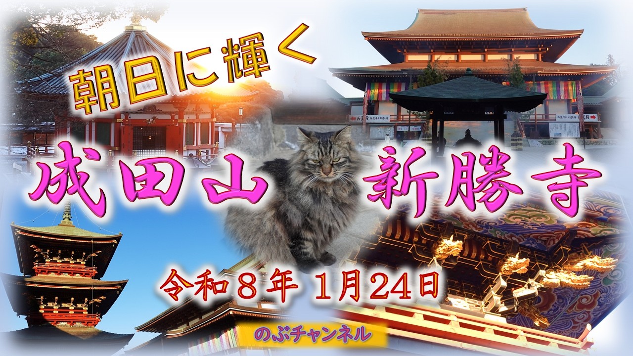早朝の成田山新勝寺、狛犬様の化身と出会う。朝日に輝く、静かな成田山です。#成田山 #狛犬 #日の出