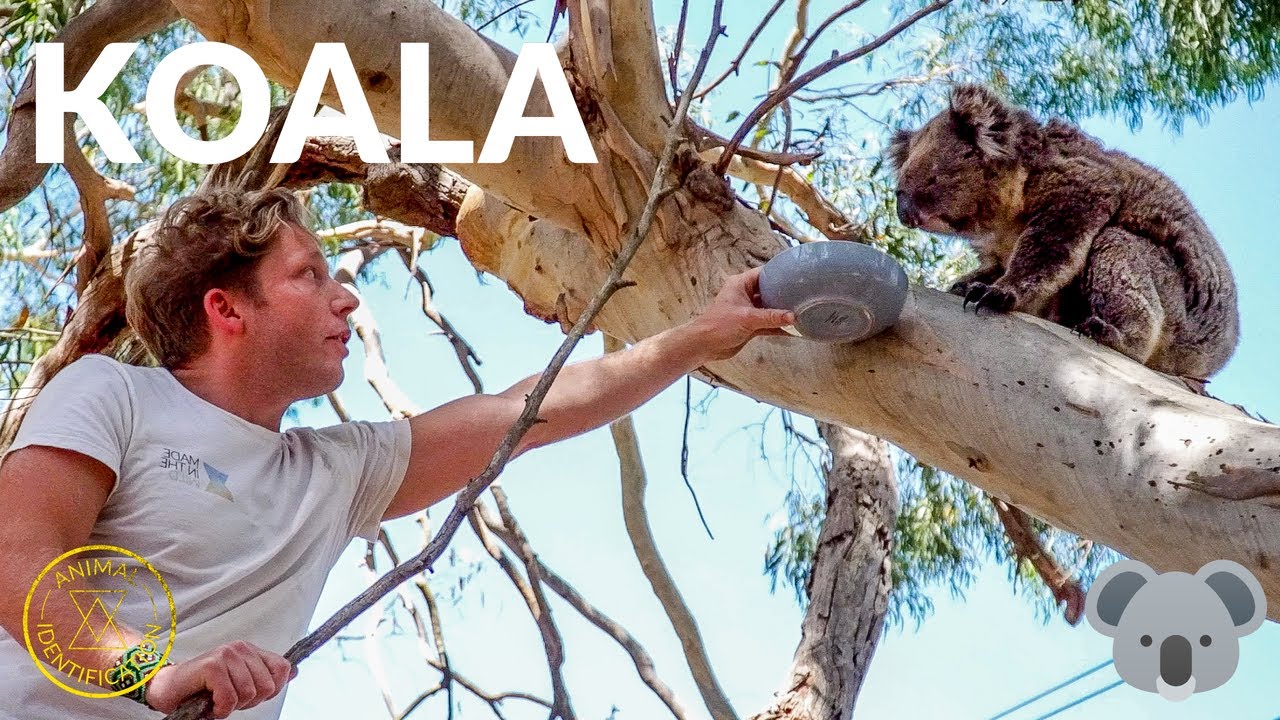 A Thirsty Koala in Australia! A Special Moment!
