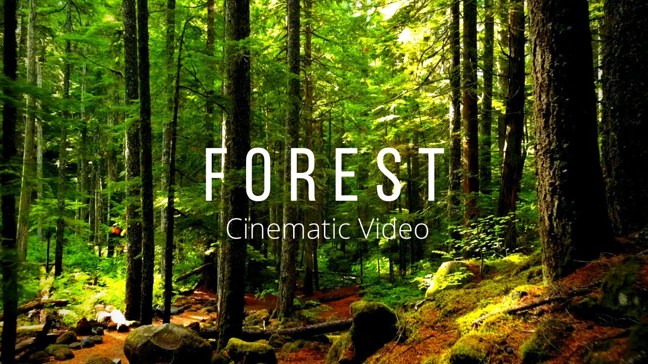 4K Relaxing Forest Views | Cinematic Drone Footage