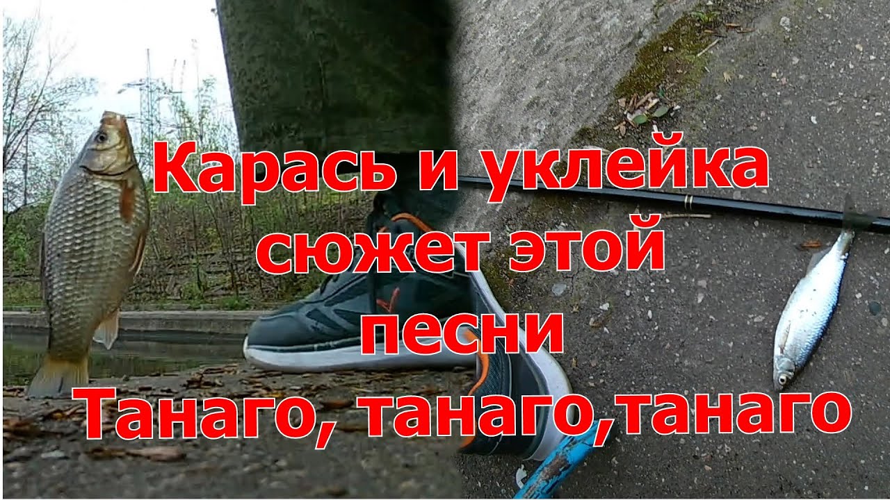 Карась и уклейка сюжет этой песни, танаго, танаго, танаго