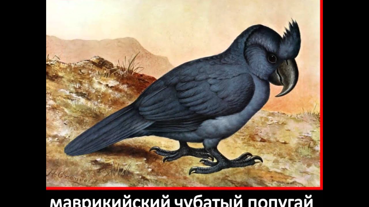 Чёрная книга вымерших животных