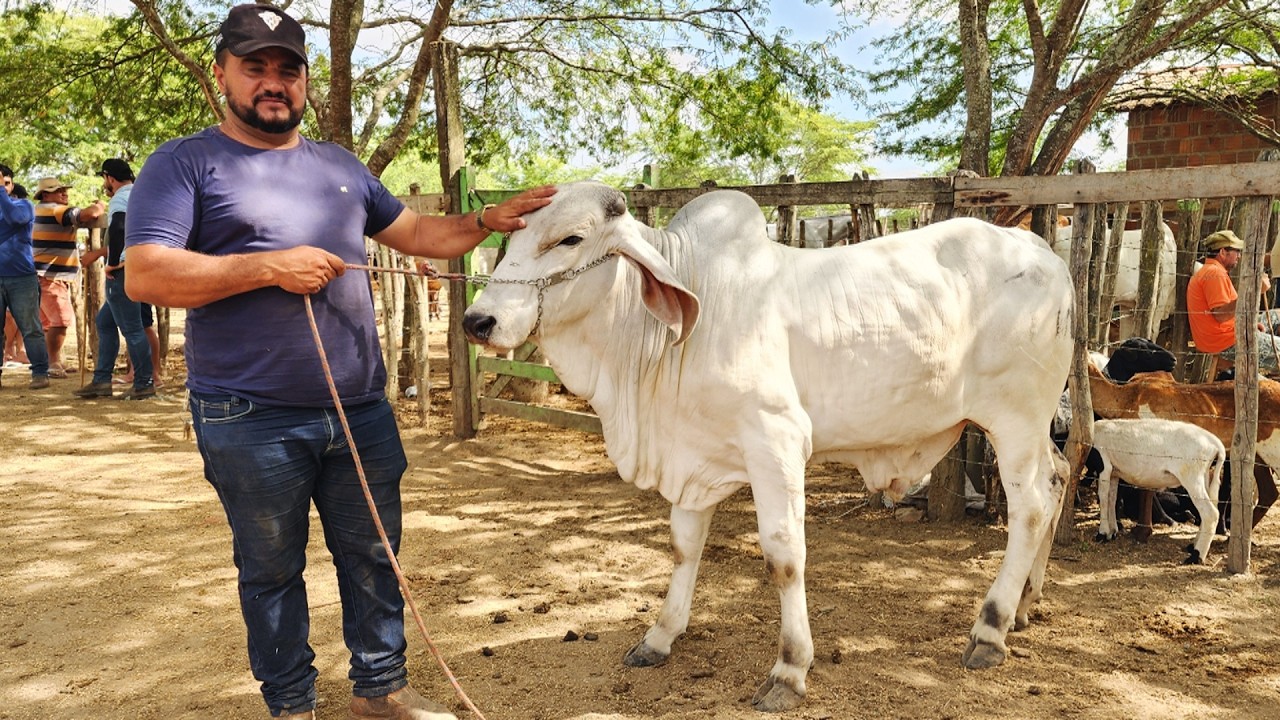 FEIRA DO GADO EM ALTINHO-PE  13-12-2025 #nordeste