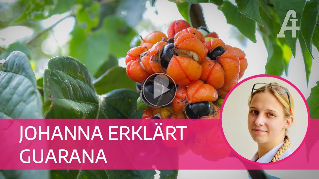 Apotheker-Gall - Johanna erklärt Guarana