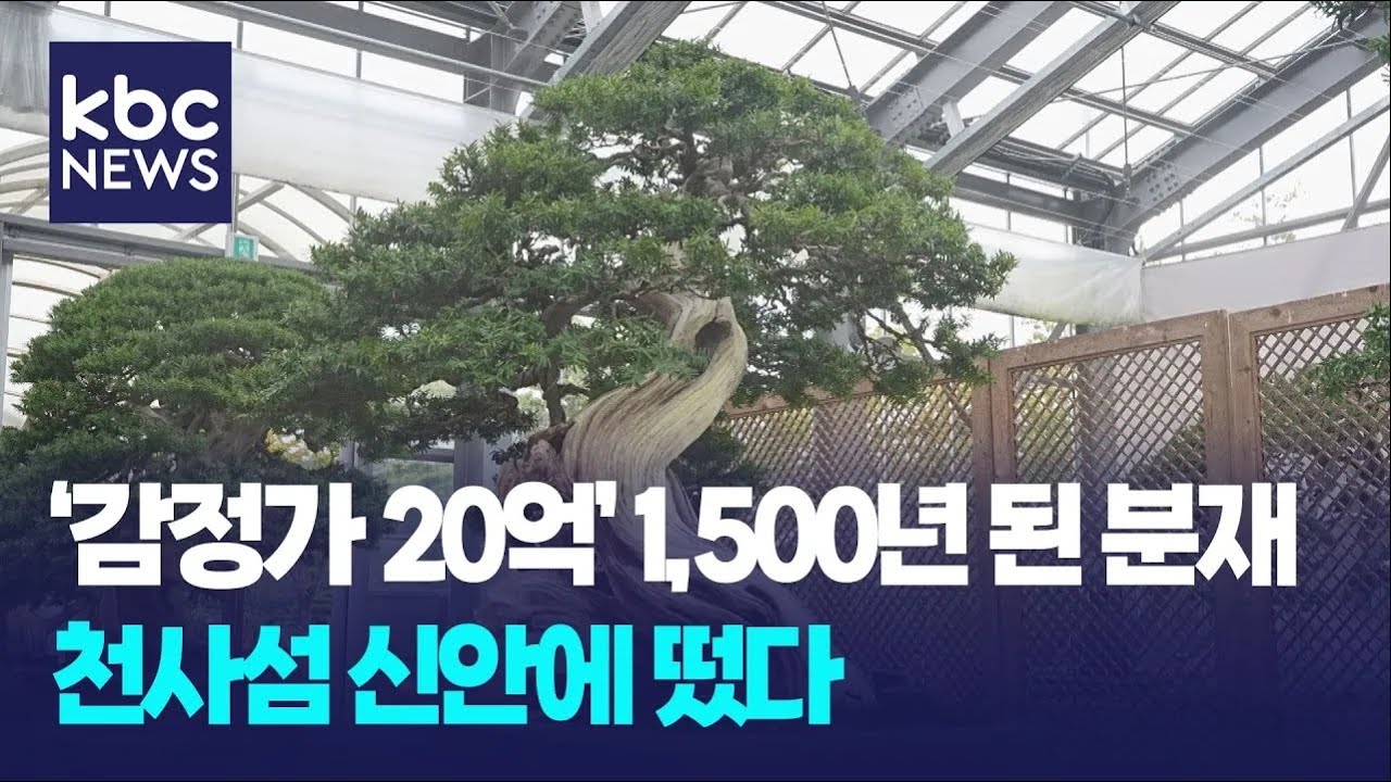 분재의 최고봉, 천사섬의 '주목 분재'를 주목하세요 / KBC뉴스