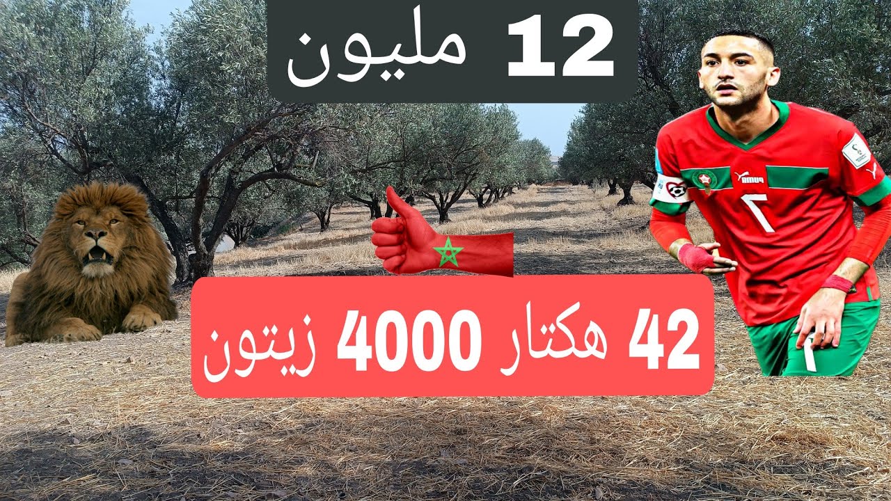 فيرما  للبيع 12 مليون لعكتار مجهزة 4000 زيتون على طريق  الماء  ضوء  0679444657 مساحة 43 هكتار جمال