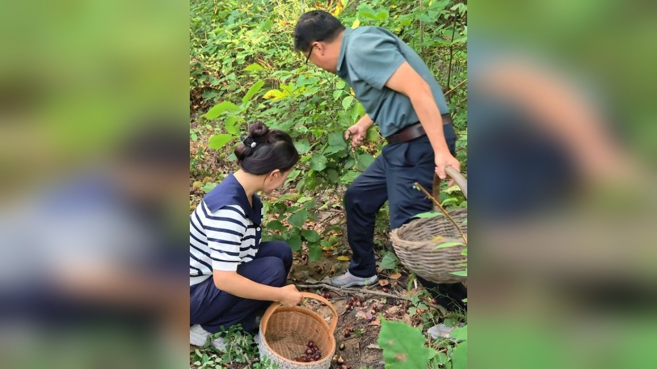 美女带我们去秦岭大山里捡板栗，今天这体验感拉满，收获满满，太爽了