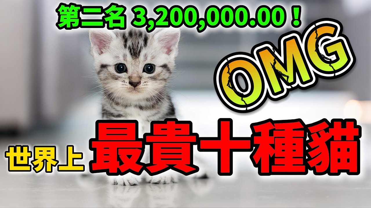 世界十大最貴寵物貓TOP10，全球貓奴看了直接賣腎！ | #世界最貴 #最贵猫 #天價 #寵物貓 #家貓 #科普 #熱門