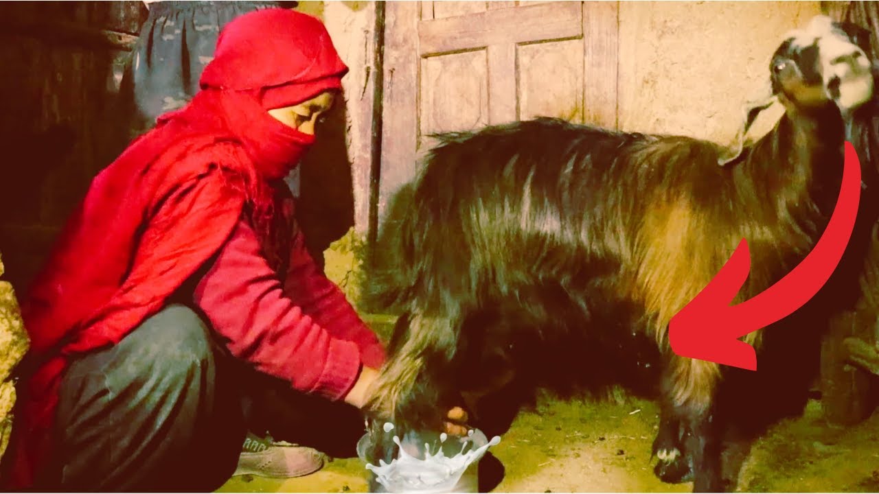 Village Life in Afghanistan Video | Poor BUT Happy| Grandma Hand Milking Goats