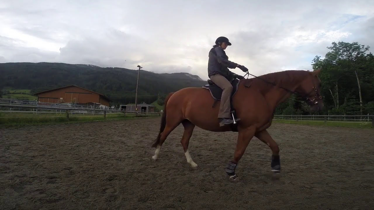 Diagnose: Unreitbar!
