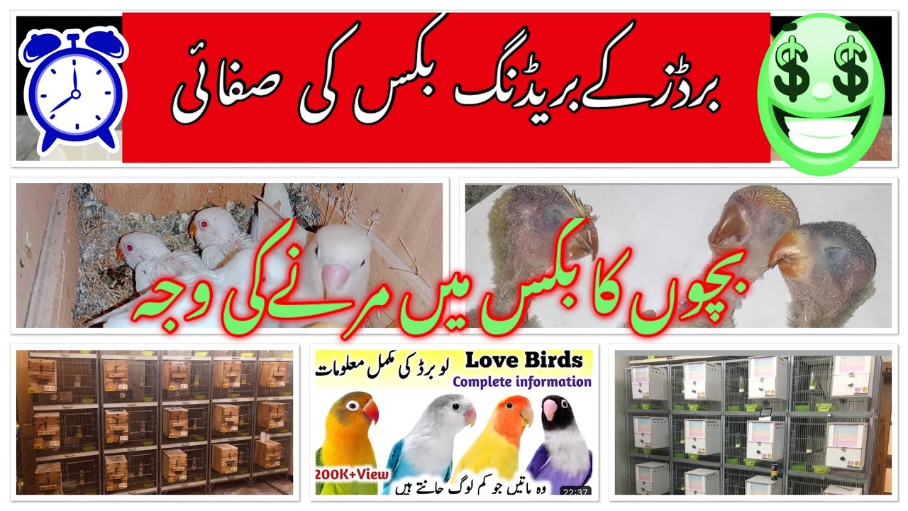 Why Lovebirds chicks expire Reasons| albino chick expire| Red eye chick expire| cleaning of nest box