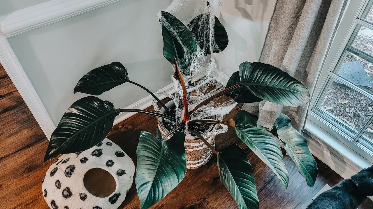 Plant Care Products That Are A Must. Grow A Beautiful Urban Jungle. Plant Pest Control.